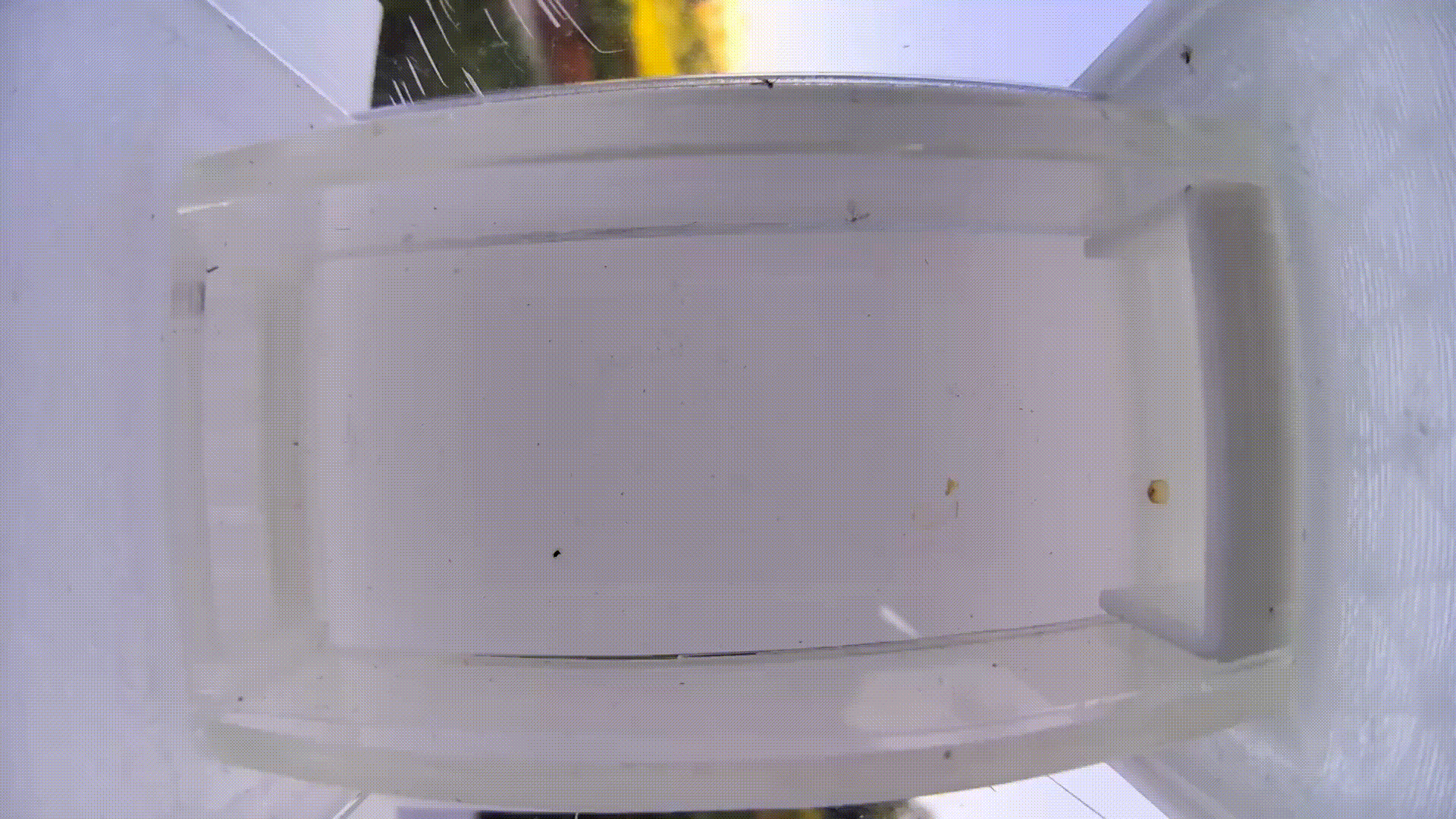 Insect GIF