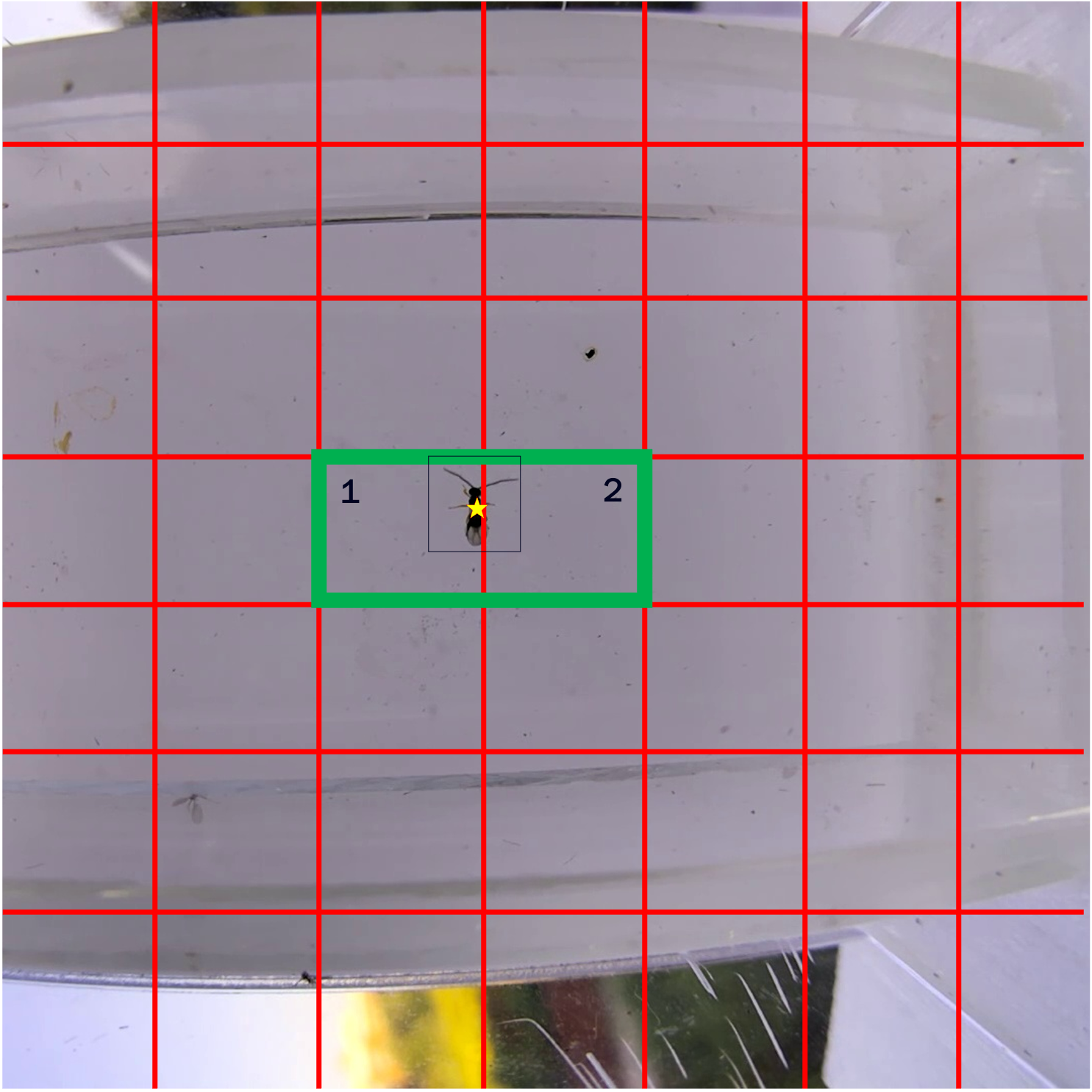 Overlapping grid cells